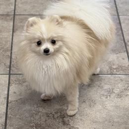 Jazmyn - Pomeranian