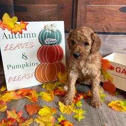 Eloise - Apricot female Poodle puppy in Fountain, Florida from Silva Royale Standard Poodles