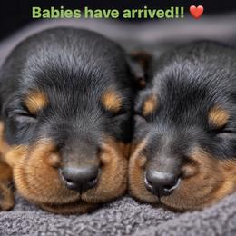 Boy 3 - male Doberman Pinscher puppy in Mc Cook, Nebraska from Morningstar Kennel