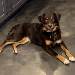 Storm - Red tri female Miniature Australian Shepherd puppy in Tucson, Arizona from TTTNT Aussies