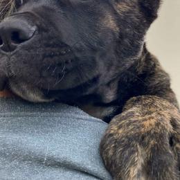 White Toes Male - Chestnut brindle male Cane Corso puppy in Rock Creek, Ohio from Sacred Mission