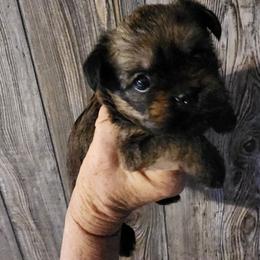 Taz - Belge male Brussels Griffon puppy in Nc, Florida from Brusseluv2