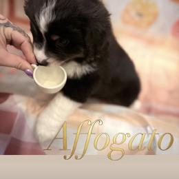 Affogato - Black tri male Miniature American Shepherd puppy in Olympia, Washington from Shamayim Shepherds