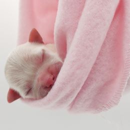 Companion Cross, Maltese, and Maltipoo Puppies from Seeking Shalom Acres Maltese, Maltipoos & Havamalts