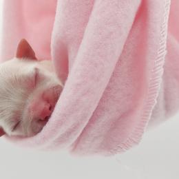 Companion Cross, Maltese, and Maltipoo Puppies from Seeking Shalom Acres Maltese, Maltipoos & Havamalts