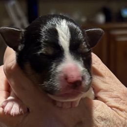 Chevy - Black white and tan male Rat Terrier puppy in Savoy, Texas from Rockin EZ Rat Terriers