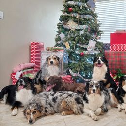 Australian Shepherd Puppies from Winsome Aussies