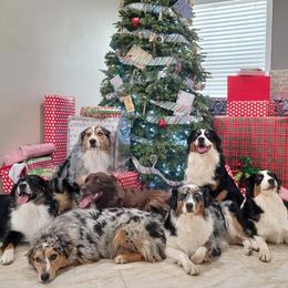 Australian Shepherd Puppies from Winsome Aussies