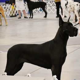 Great Dane All Grown Up from Blackgold Great Danes