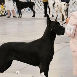 Great Dane All Grown Up from Blackgold Great Danes