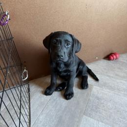 Moose Goose - Black male Labrador Retriever puppy in Wittmann, Arizona from AM Labradors