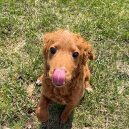 Red Puppies - Red  male Goldendoodle puppy in Rush, New York from Care Bear Puppies