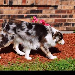 Nitro - Miniature Australian Shepherd