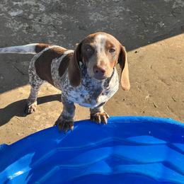 Major - Dachshund