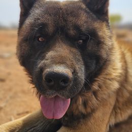 Vesper - Akita