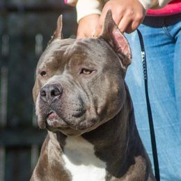 Mueller  - American Bully
