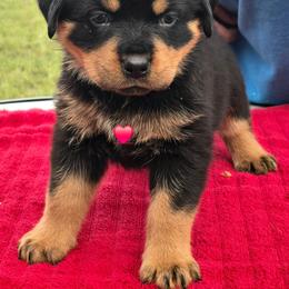 Red collar girl - Black and mahogany female Rottweiler puppy in Live Oak, Florida from K&R RANCH KENNELS