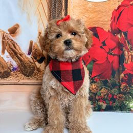 Tabby - Apricot female Goldendoodle puppy in Pocasset, Massachusetts from Mini Goldendoodles of Cape Cod