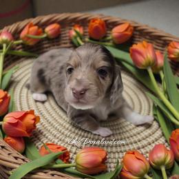 Spot - Chocolate and cream male Dachshund puppy in Oklahoma City, Oklahoma from OkieDoxieland Dachshunds