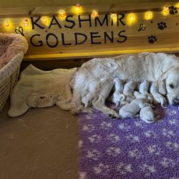 Golden Retriever Puppies from Kashmir’s Golden Retrievers