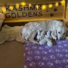 Golden Retriever Puppies from Kashmir’s Golden Retrievers