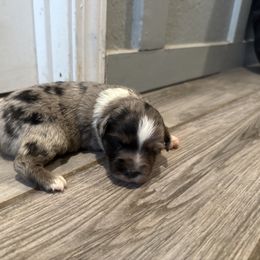 Katy - Blue merle female Toy Australian Shepherd puppy in North Lakeport, California from Wild Rose Ranch
