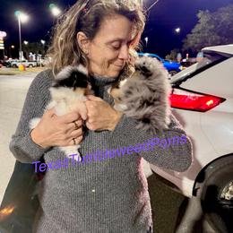 Pomeranian Puppies from Texas Tumbleweed Poms