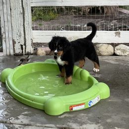 Bernese Mountain Dog Puppies from Country Feels Ranch