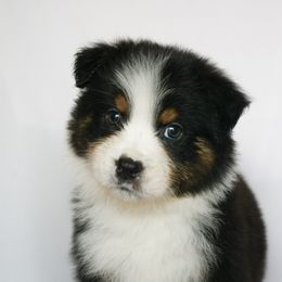 Santa - Black tri-color male Australian Shepherd puppy in Richmond, Texas from Big Zen Aussies