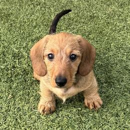 Beulah Mae - Red female Dachshund puppy in Meggett, South Carolina from Notori Dobermans