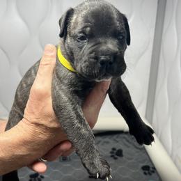 Bullmastiff Puppies from Fernandes’ Guardians Bullmastiff