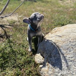 Cyan - Blue French Bulldog puppy in Palmdale, California from Tickled Frenchies