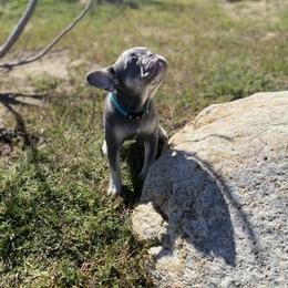 Cyan - Blue French Bulldog puppy in Palmdale, California from Tickled Frenchies