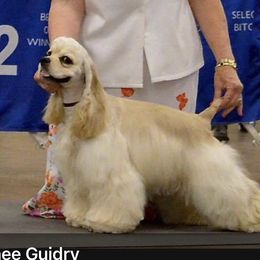 Maggie - Cocker Spaniel