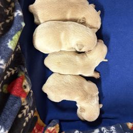 Girl 3 - Wheaten female Scottish Terrier puppy in Chattanooga, Oklahoma from Lottie Dottie Scottie’s and Papillons