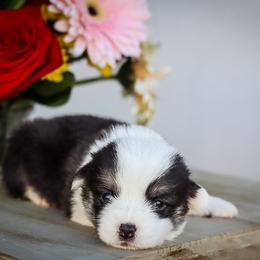 Boy 1 - Black and tan male Pembroke Welsh Corgi puppy in Caliente, California from Rafter Cross 7