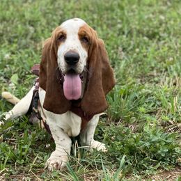 Rhett - Basset Hound
