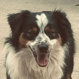 CHECOTAH - Miniature Australian Shepherd