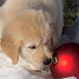 Golden Retrievers from Lookout Golden Retrievers