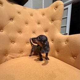Girl 2 - Dapple female Dachshund puppy in Gilbert, Arizona from KCK9 Dachshunds