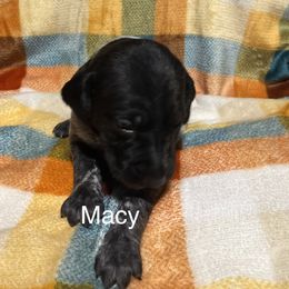 Macy - Liver roan female German Shorthaired Pointer puppy in Jackson, Georgia from Tiner GSP’s LLC