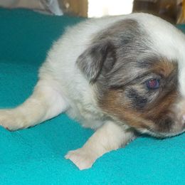 Toy Australian Shepherd Puppies from Jackie lutz