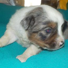 Toy Australian Shepherd Puppies from Jackie lutz