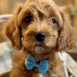 Cavalier King Charles Spaniels, Cavapoos, and Poodles from Cavish's Missouri Cavaliers, Cavapoos, and Miniature Poodles