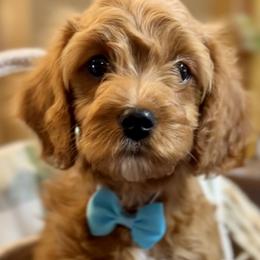 Cavalier King Charles Spaniels, Cavapoos, and Poodles from Cavish's Missouri Cavaliers, Cavapoos, and Miniature Poodles
