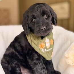 Champ - Black male Goldendoodle puppy in Hartwell, Georgia from BellaDoodles