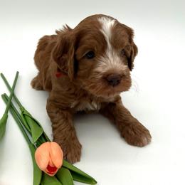 Cash - Red male Australian Labradoodle puppy in Denton, Texas from Dignity Labradoodles