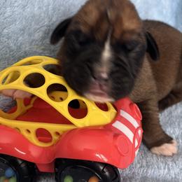 Boy 1 - Fawn male Boxer puppy in Plainwell, Michigan from Hope's Beautiful Boxers