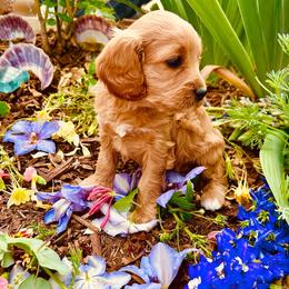 Socks - Red female Cavapoo puppy in Colorado Springs, Colorado from Blue Cottage Farm Cavapoos
