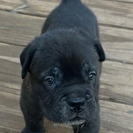 Boy 2 - Black brindle male Cane Corso puppy in Douglasville, Georgia from Palazzo Cane Corso